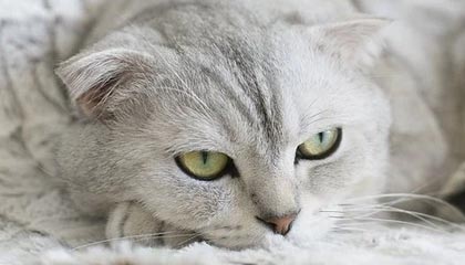 瑞安最新公积金卡提取现金方法app方法分析(最方便真实的瑞安公积金卡怎样从手机里取出来?方法)