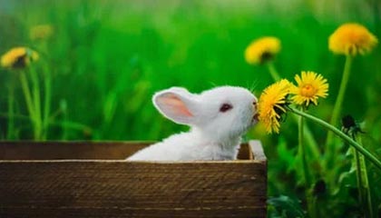 瑞安最新公积金卡提取现金方法app方法分析(最方便真实的瑞安公积金卡怎样从手机里取出来?方法)